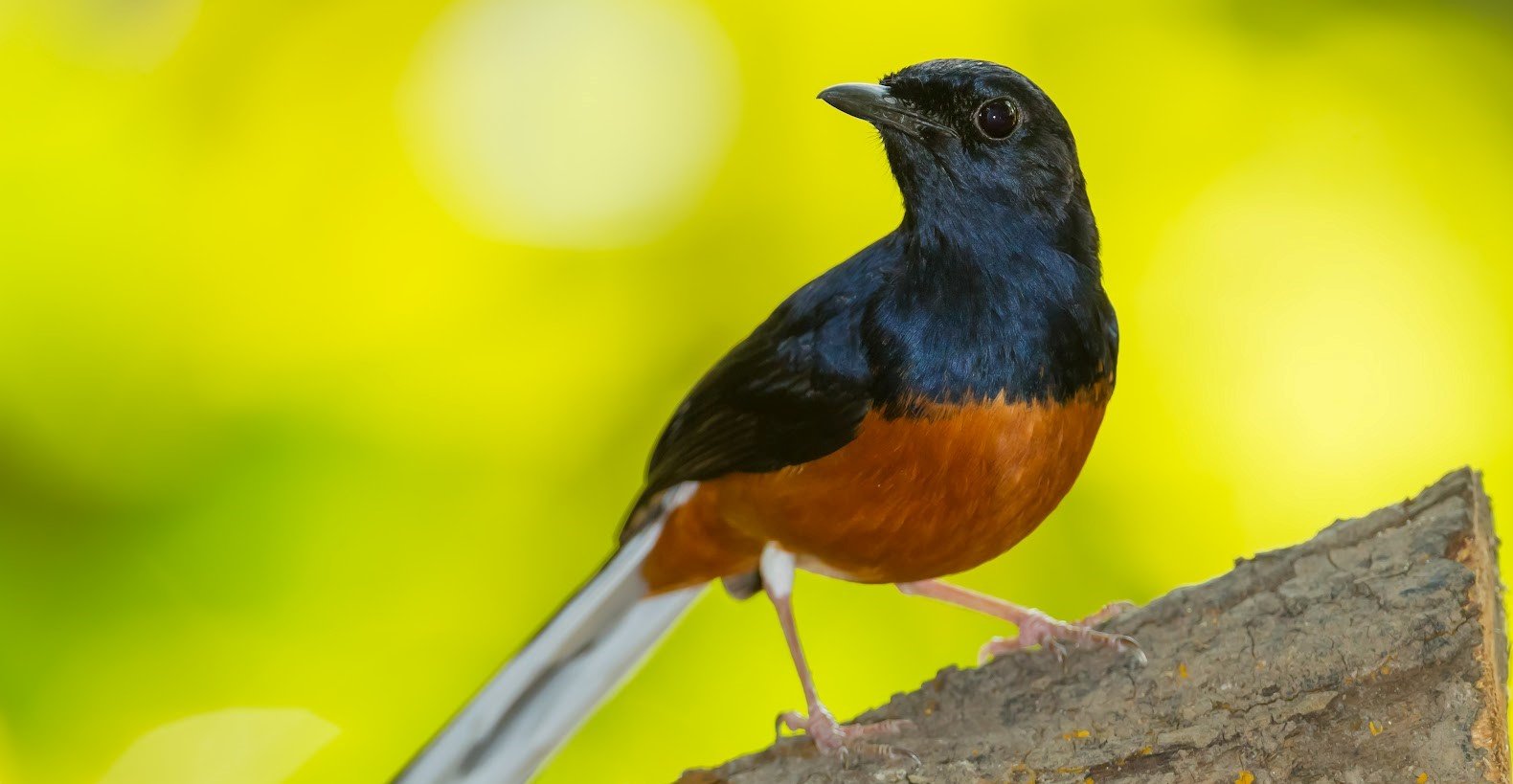Kucica hutan / murai batu <br>White-rumped shama <br> <i>Copsychus malabaricus</i>