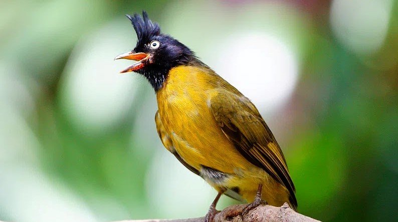 Kutilang emas <br>Ruby-throated bulbul <br> <i>Rubigula dispar</i>