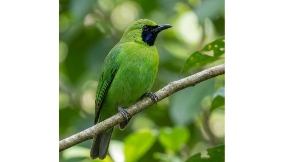 Cica daun besar <br>Greater green leafbird <br> <i>Chloropsis sonnerati</i>