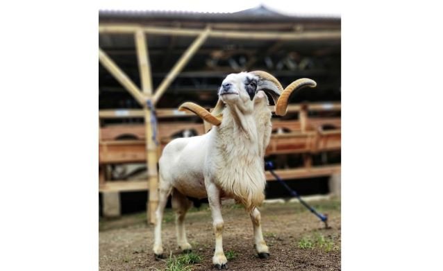 Domba priangan <br>Priangan sheep <br> <i>Ovis aries</i>