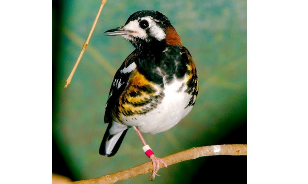Anis macan <br>Chestnut-backed thrush <br> <i>Geokichla dohertyi</i>