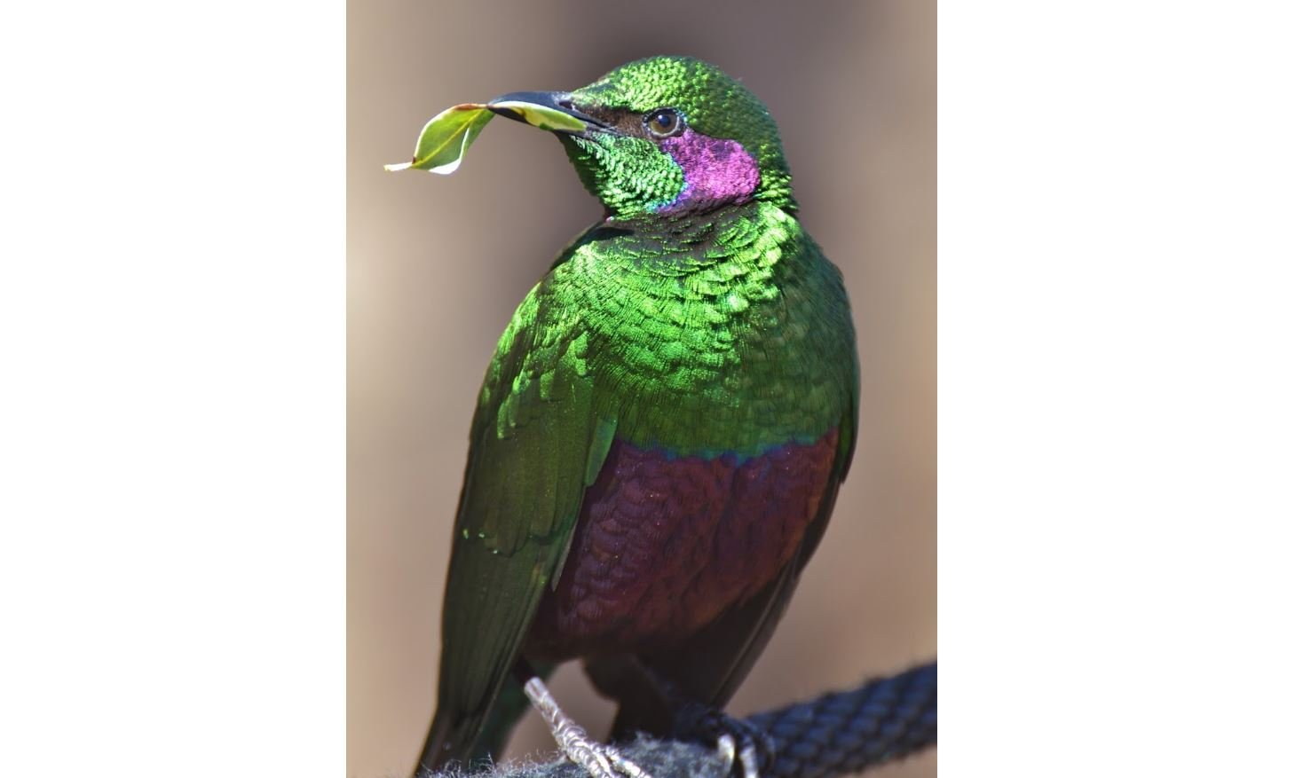 Jalak jambrud <br>Emerald starling <br> <i>Lamprotornis iris</i>