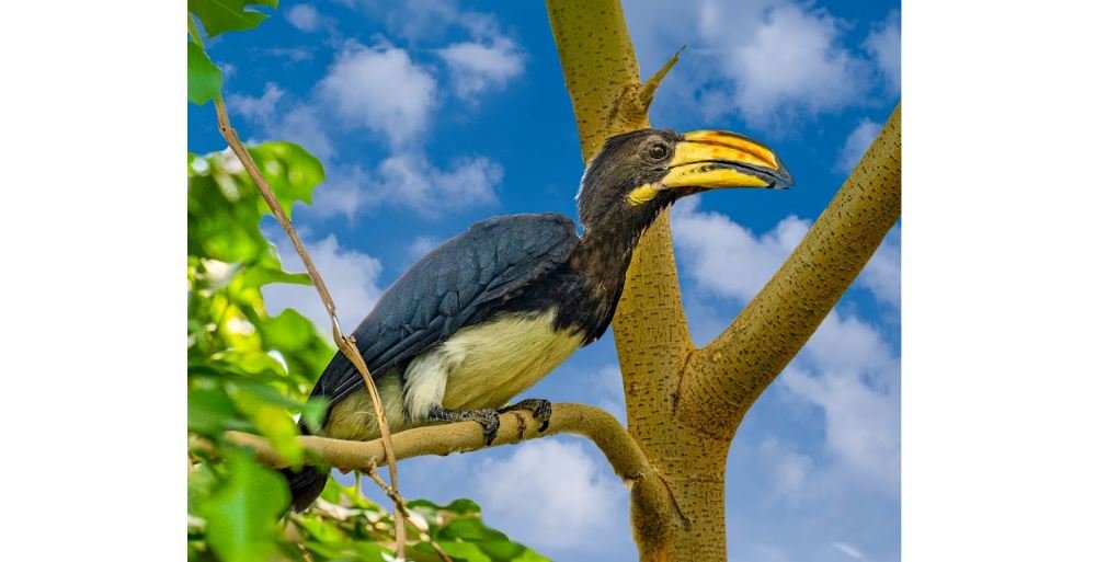 Rangkong afrika <br>African pied hornbill <br> <i>Lophoceros fasciatus</i>