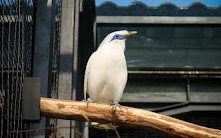 Jalak bali <br>Bali myna <br> <i>Leucopsar rothschildi</i>