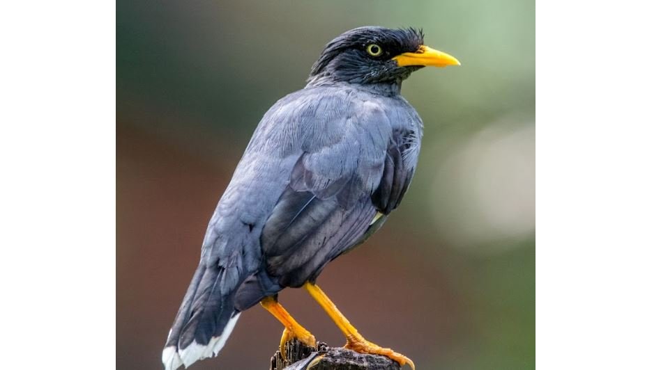 Kerak kerbau / jalak kerbau <br>Javan myna <br> <i>Acridotheres javanicus</i>