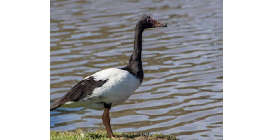 Boha wasur <br>Magpie goose <br> <i>Anseranas semipalmata</i>