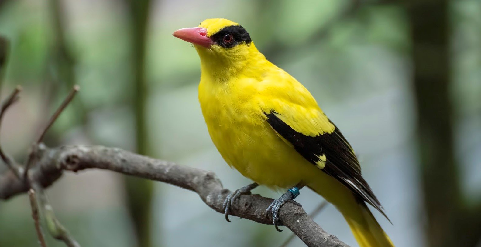 Kepudang kuduk hitam <br>Black-naped oriole <br> <i>Oriolus chinensis</i>