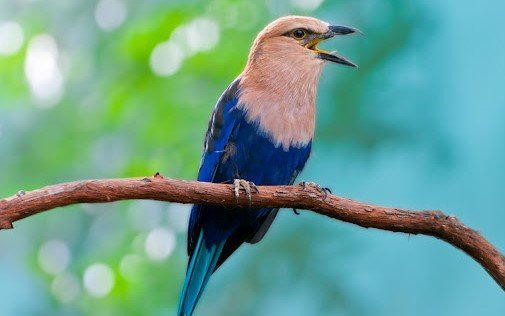 Roller perut biru <br>Blue-bellied roller <br> <i>Coracias cyanogaster</i>