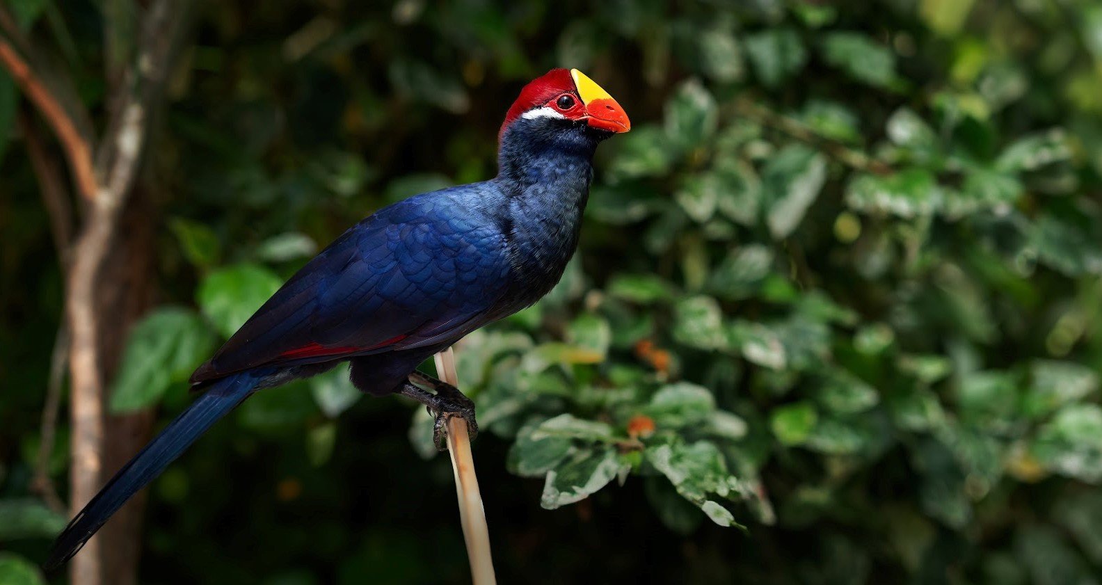 Turaco ungu <br>Violet turaco <br> <i>Musophaga violacea</i>