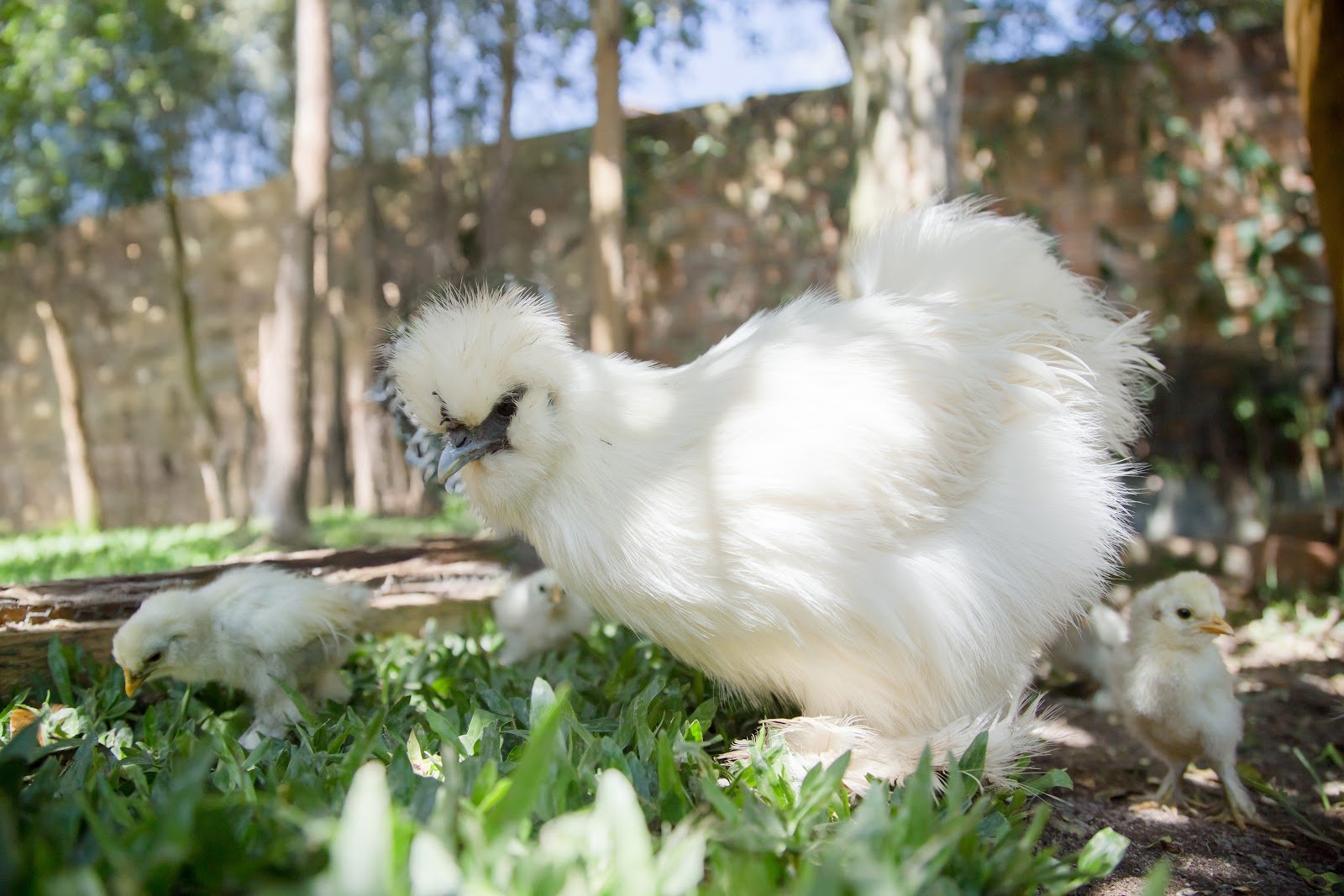 Ayam kapas/sutra <br>Silkie chicken <br> <i>Gallus gallus</i>