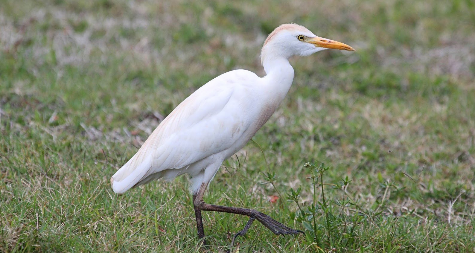 Kuntul kerbau <br>Cattle egret <br> <i>Bubulcus ibis</i>