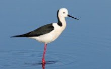 Gagang bayam <br>Pied stilt <br> <i>Himantopus leucocephalus</i>