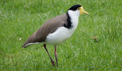 Trulek topeng <br>Masked lapwing <br> <i>Vanellus miles</i>
