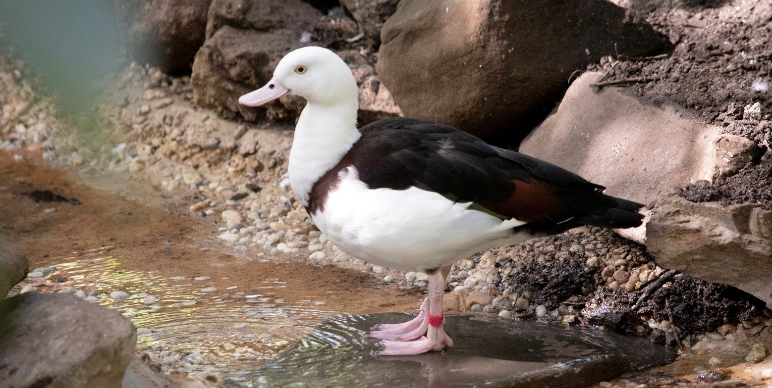 Umukia raja <br>Radja shelduck <br> <i>Radjah radjah</i>