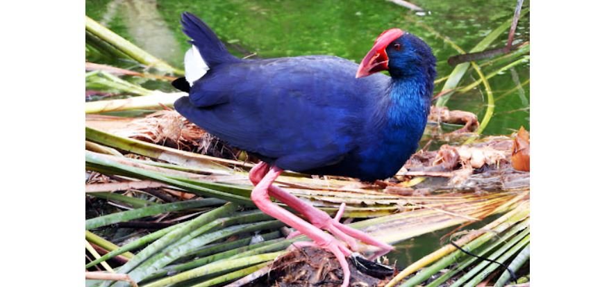 Mandar biru <br>Black-backed swamphen <br> <i>Porphyrio indicus</i>