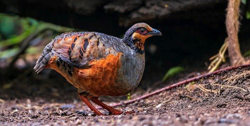 Puyuh gonggong jawa <br>Chestnut-bellied partridge <br> <i>Arborophila javanica</i>