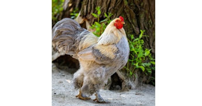 Ayam brahma <br>Brahma chicken <br> <i>Gallus gallus domesticus</i>