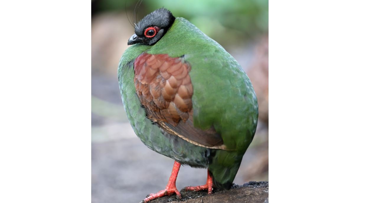Puyuh sengayan <br>Crested wood partridge <br> <i>Rollulus rouloul</i>