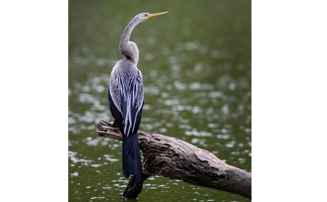 Pecuk ular asia <br>Oriental darter <br> <i>Anhinga sp.</i>