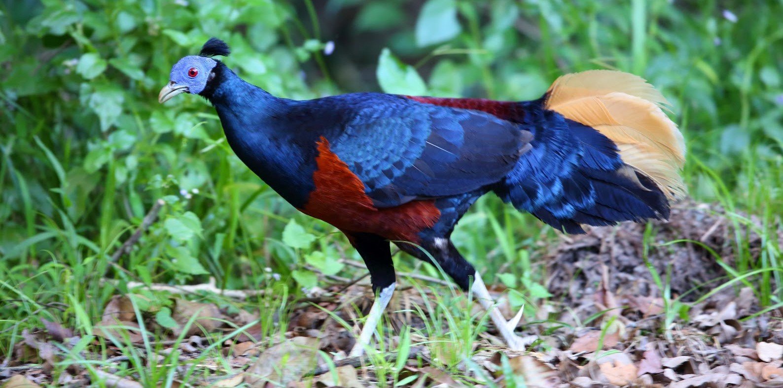 Sempidan biru melayu <br>Malayan crested fireback <br> <i>Lophura rufa</i>
