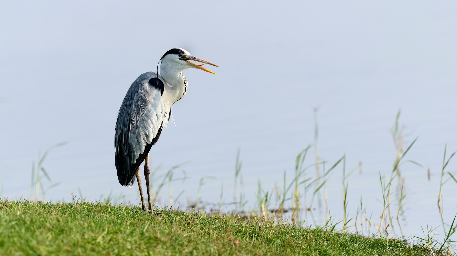 Cangak abu <br>Gray heron <br> <i>Ardea cinerea</i>