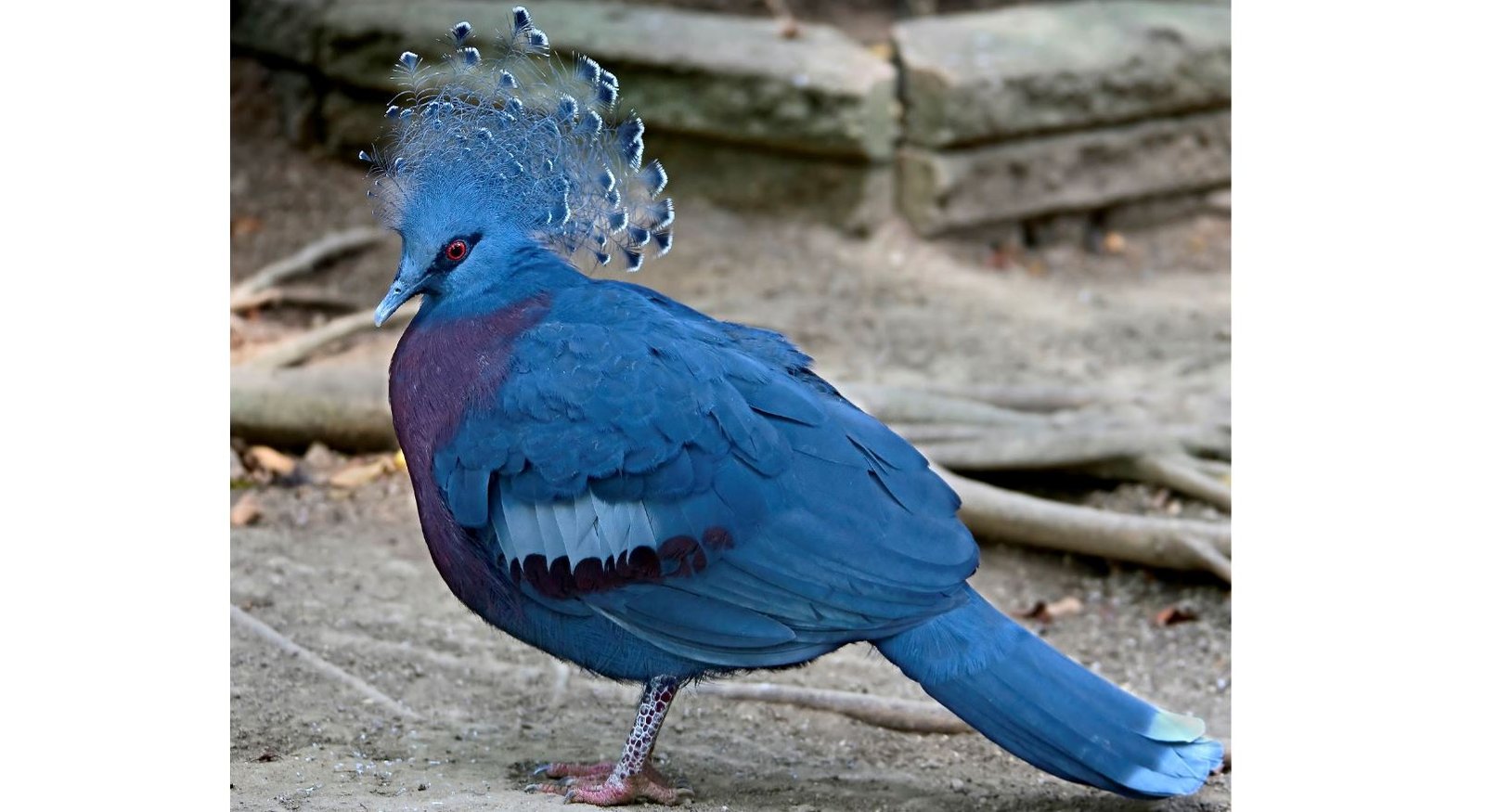 Mambruk uubiat <br>Western crowned pigeon <br> <i>Goura cristata</i>