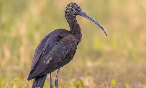 Ibis roko-roko <br>Glossy ibis <br> <i>Plegadis falcinellus</i>
