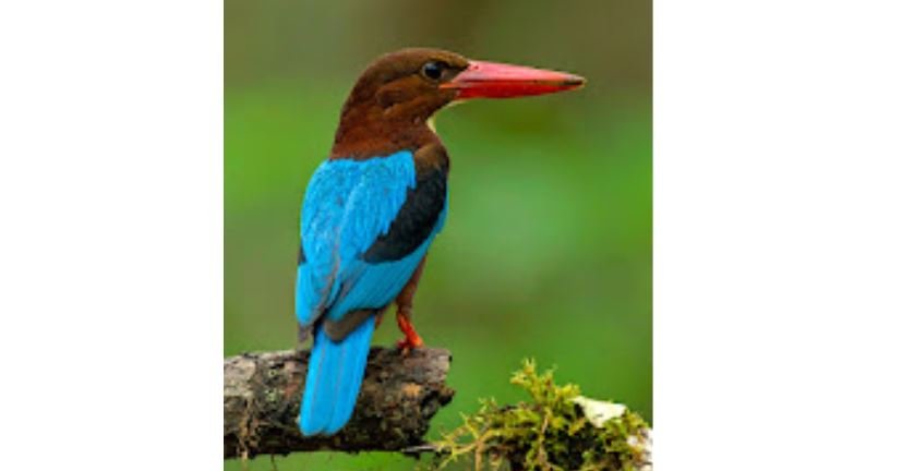Cekakak jawa <br>Javan kingfisher <br> <i>Halcyon cyanoventris</i>