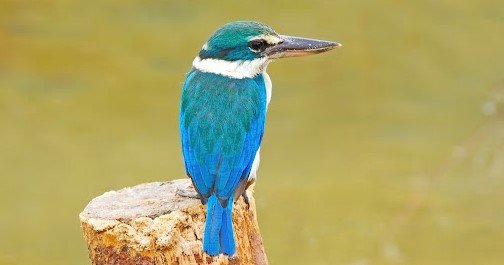 Cekakak sungai <br>Collared kingfisher <br> <i>Todiramphus chloris</i>