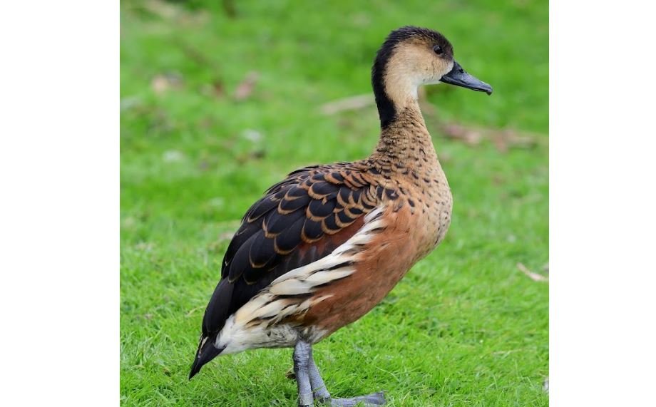 Belibis kembang <br>Wandering whistling duck <br> <i>Dendrocygna arcuata arcuata</i>