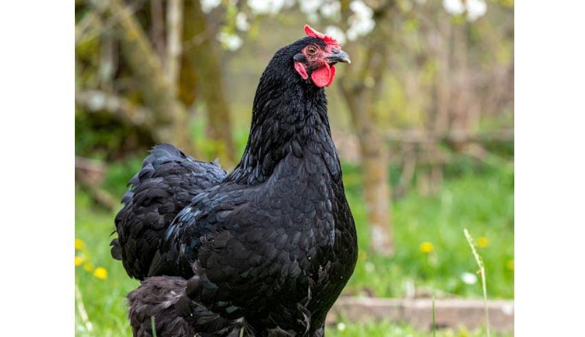 Ayam cochin <br>Bantam cochin chicken <br> <i>Gallus gallus domesticus</i>