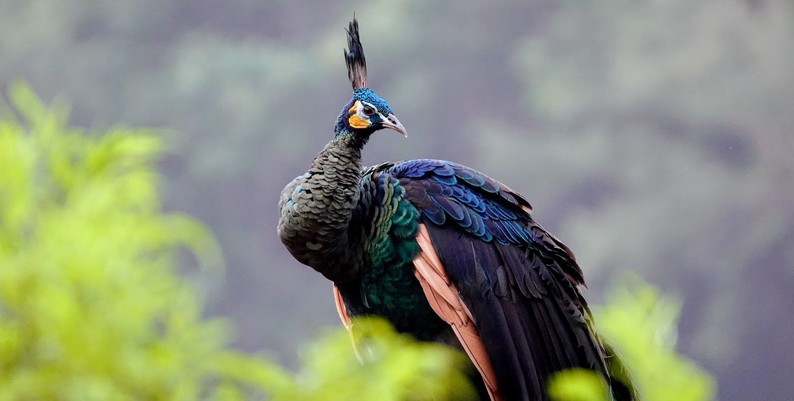 Merak hijau <br>Green peafowl <br> <i>Pavo muticus</i>