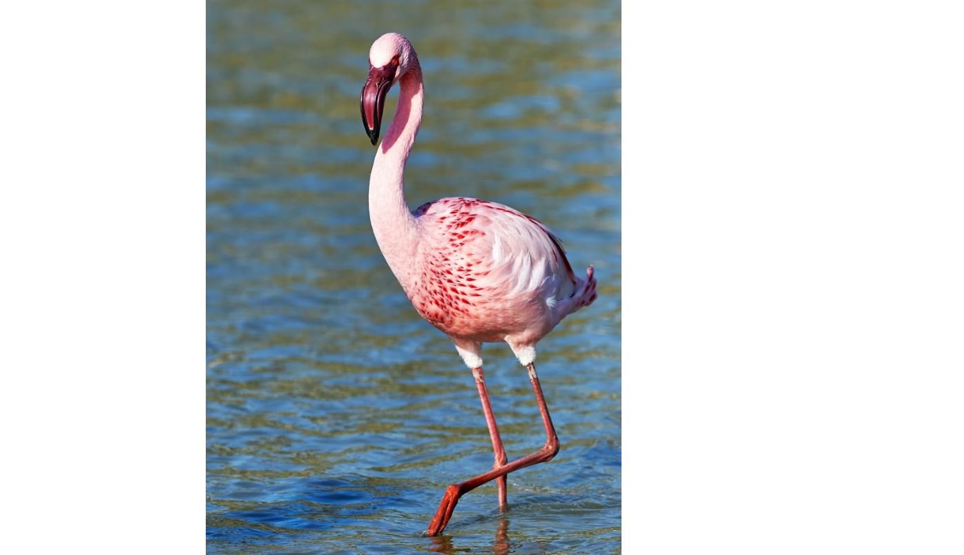 Flamingo kecil <br>Lesser flamingo <br> <i>Phoeniconaias minor</i>