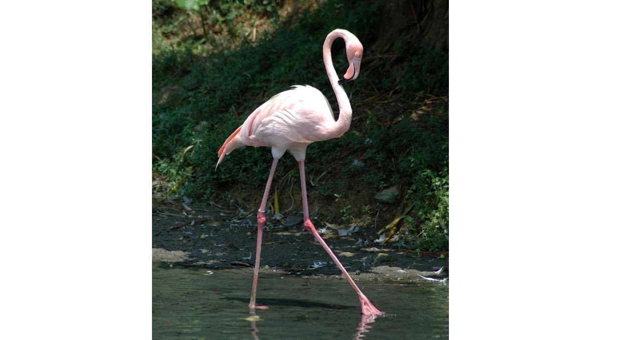 Flamingo besar <br>Greater flamingo <br> <i>Phoenicopterus roseus</i>