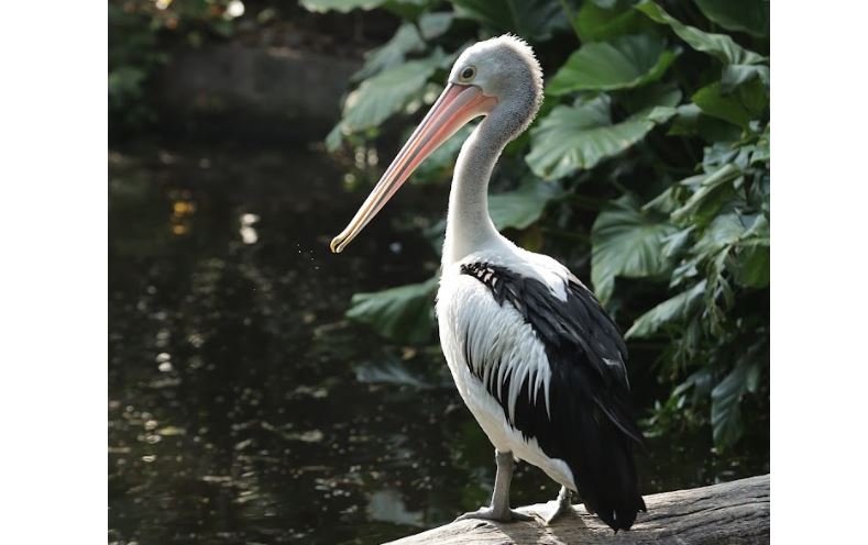 Undan kacamata <br>Australian pelican <br> <i>Pelecanus conspicillatus</i>