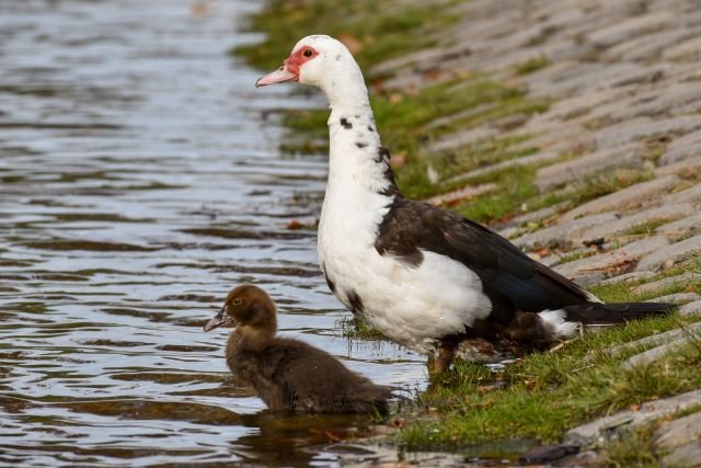 Itik manila <br>Muscovy duck <br> <i>Cairina moschata</i>