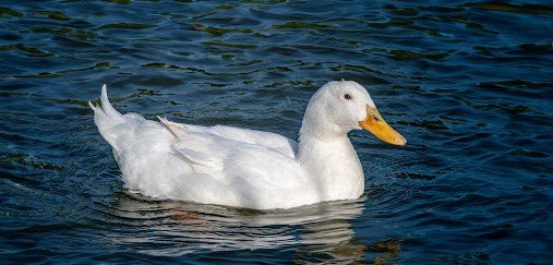 Bebek peking <br>Pekin duck <br> <i>Anas platyrhynchos domesticus</i>