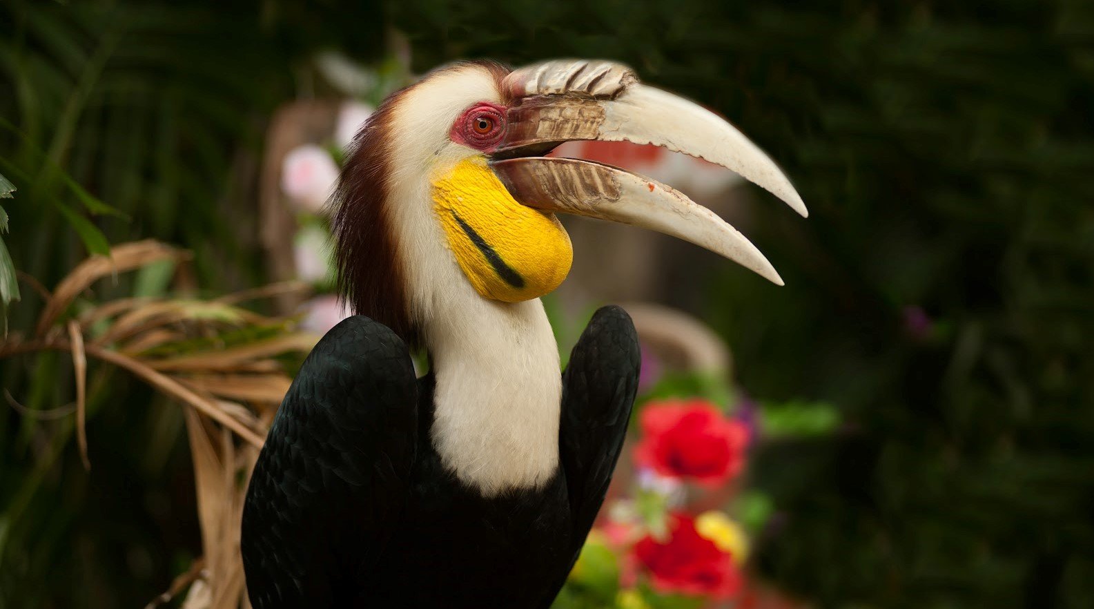Julang emas <br>Wreathed hornbill <br> <i>Rhyticeros undulatus</i>