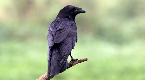Gagak kampung <br>Large-billed crow <br> <i>Corvus macrorhynchos</i>