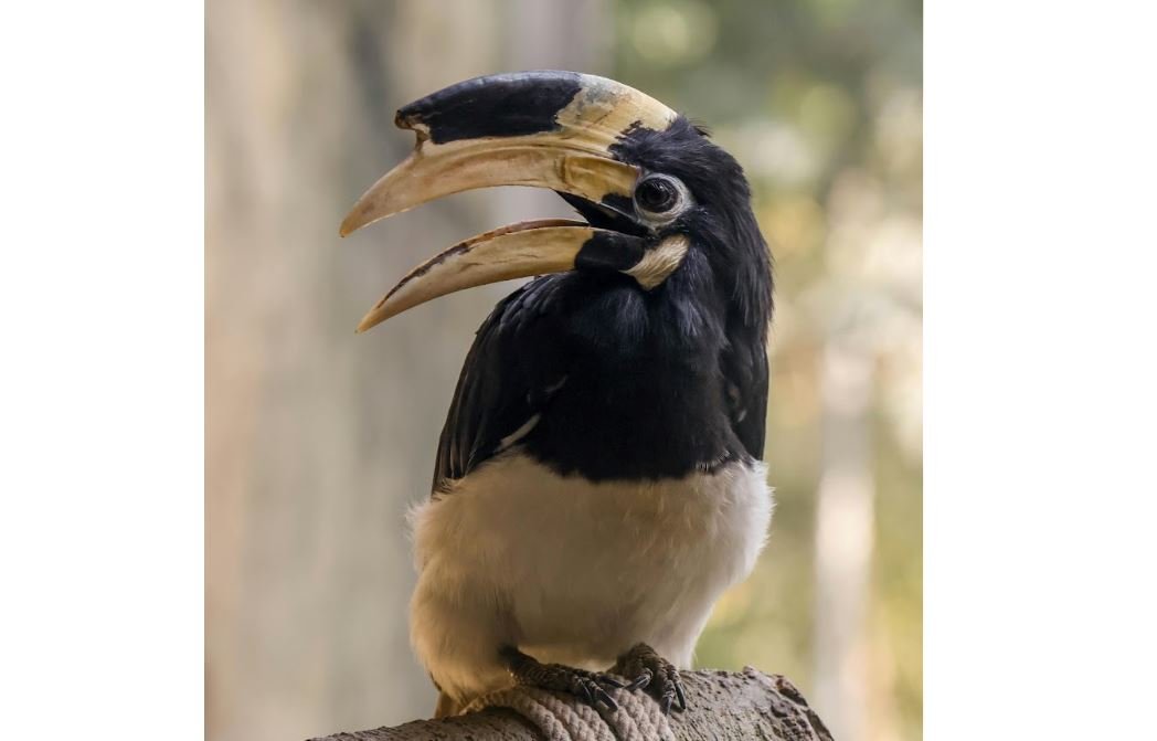 Kangkareng perut putih <br>Oriental pied hornbill <br> <i>Anthracoceros albirostris</i>