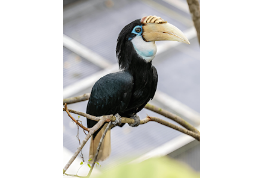 Julang papua <br>Papuan hornbill <br> <i>Rhyticeros plicatus</i>