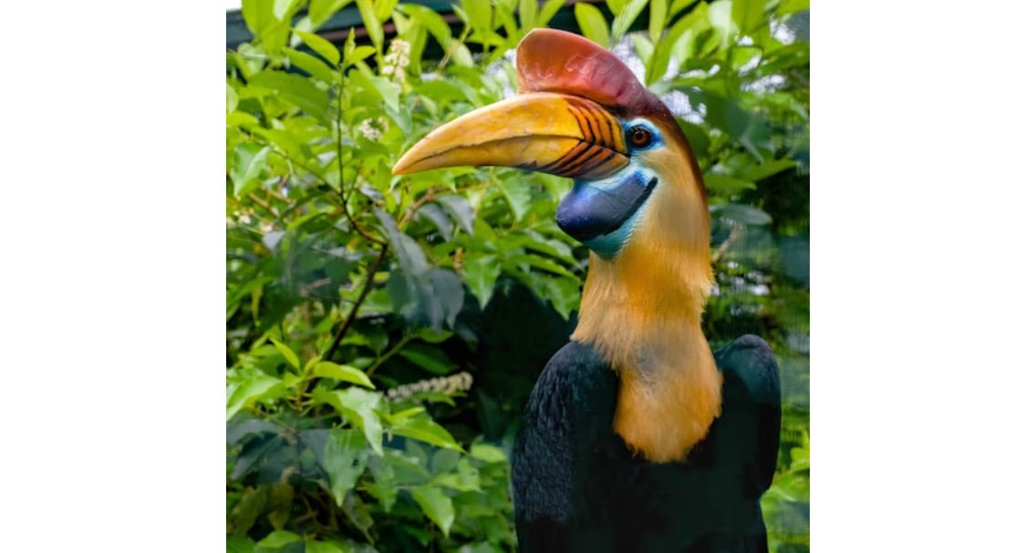 Julang sulawesi <br>Knobbed hornbill <br> <i>Rhyticeros cassidix</i>