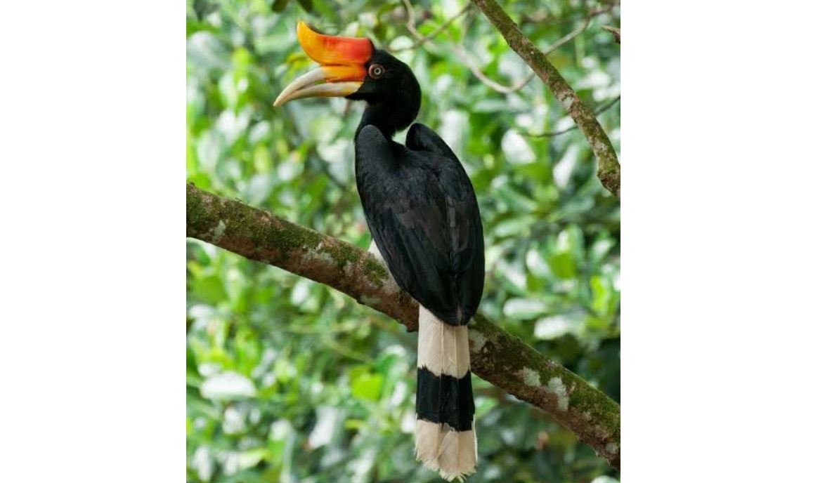 Rangkong badak <br>Rhinoceros hornbill <br> <i>Buceros rhinoceros</i>