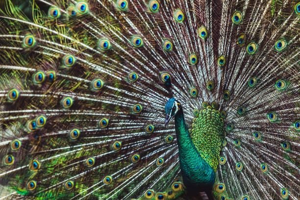 Merak biru <br>Indian blue peafowl <br> <i>Pavo cristatus</i>