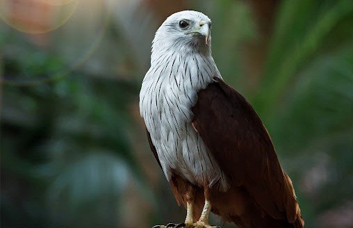 Elang bondol <br>Brahminy kite <br> <i>Haliastur indus</i>