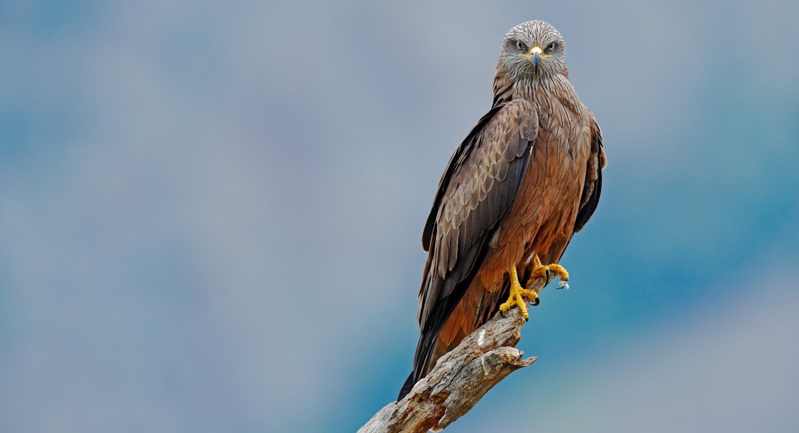 Elang paria <br>Black kite <br> <i>Milvus migrans</i>