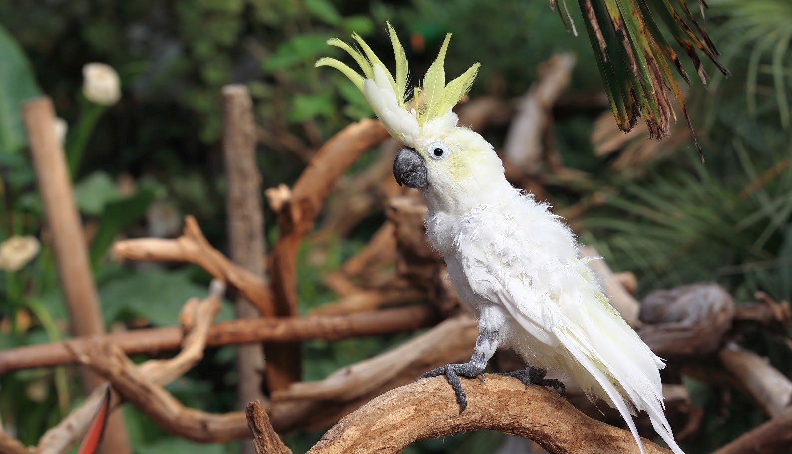 Kakatua jambul kuning <br>Yellow crested cockatoo <br> <i>Cacatua sulphurea</i>