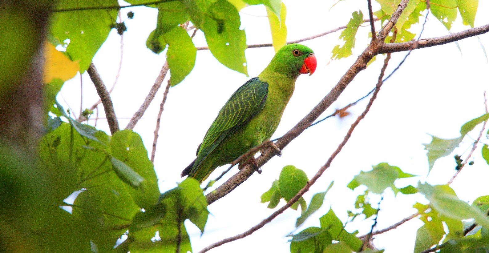 Betet kelapa punggung biru <br>Azure-rumped parrot <br> <i>Tanygnathus sumatranus</i>