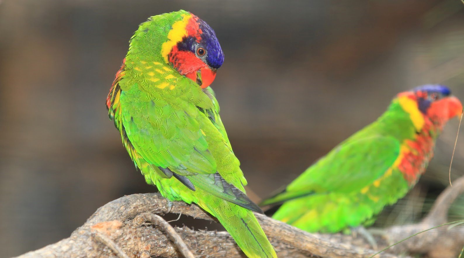 Nuri kecil kepala biru / perkici dora <br>Ornate lorikeet <br> <i>Saudareos ornata</i>