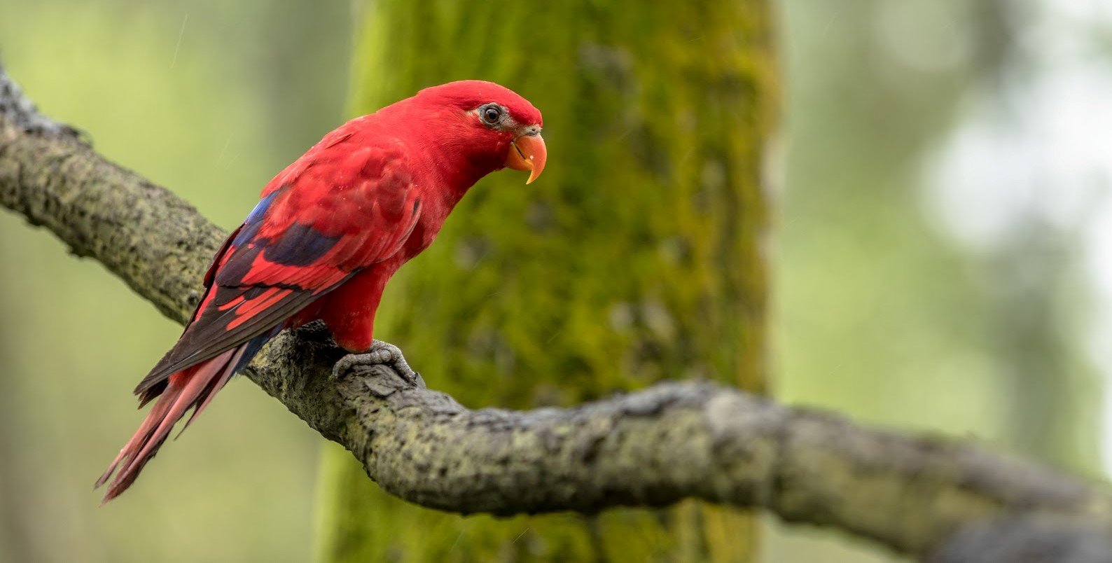 Nuri merah maluku <br>Red lory <br> <i>Eos bornea</i>